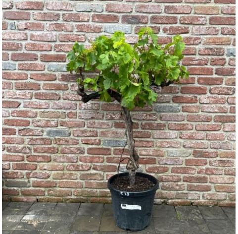 Druivelaar rood in c30 pot - 479 - Vitis Vinifera Baja...