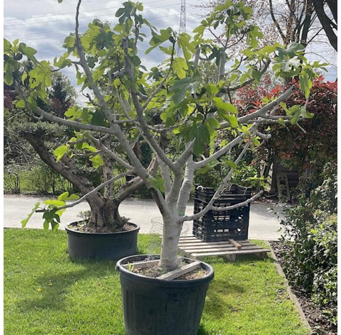 Vijgenboom 40/50 cm cm stamomtrek - 482 - Ficus Carica 