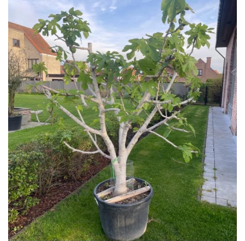 Vijgenboom 30/40 cm stamomtrek - 481 - Ficus Carica 