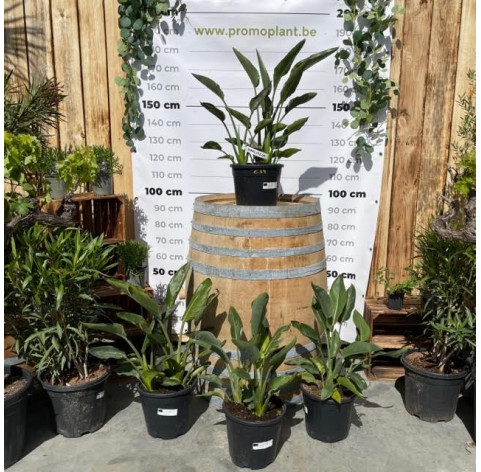 Strelitzia Reginae in 10 liter pot - 484 - Paradijsvogelbloem