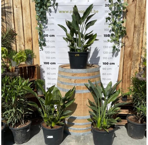 Strelitzia Reginae in 18 liter pot - 485 - Paradijsvogelbloem