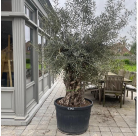 Olea Europaea  80/100 cm...