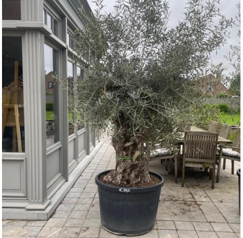 Olea Europaea  80/100 cm stamomtrek - 486 - Olijfboom...