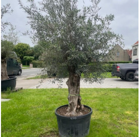 copy of Olea Europeau