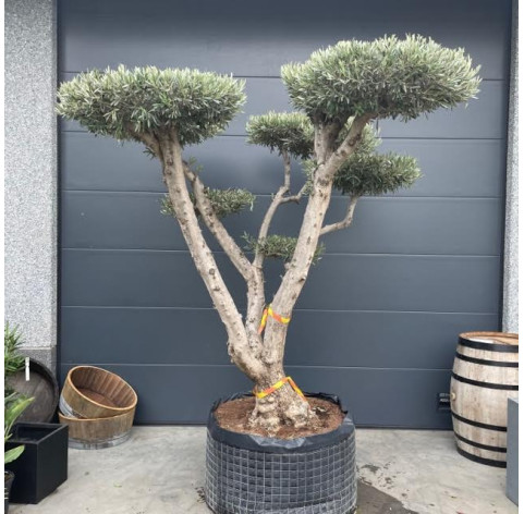 Olea Europaea Plato 80/100 cm stamomtrek - 490 - Olijfboom...