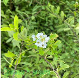 copy of Spiraea billiardii...