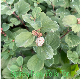 copy of Spiraea billiardii...