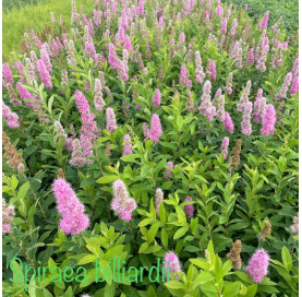 copy of Spiraea billiardii...