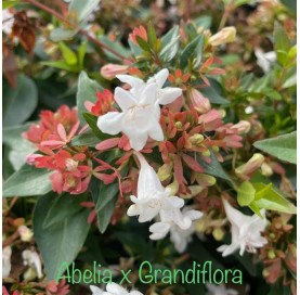 Abelia Grandiflora-Heesters-Planten-Promoplant