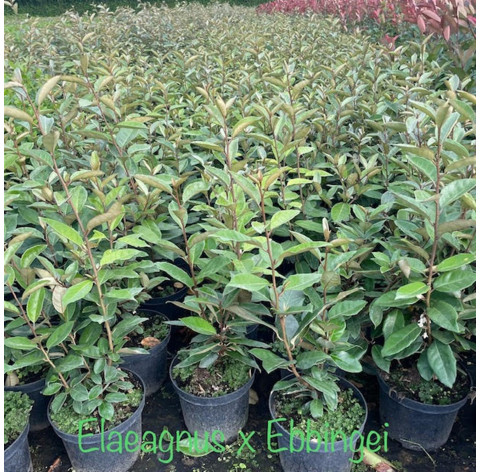 Elaeagnus Ebbingei compactum 40/50cm in 3 liter pot - 504 -...