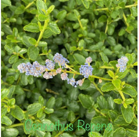 Ceanothus Repens 30/40cm in...