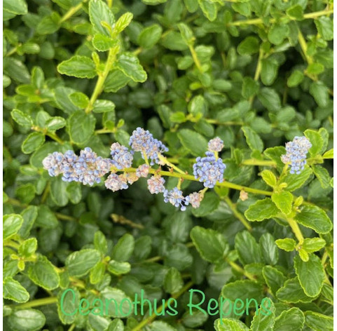 Ceanothus Thyrs. 'Repens' 30/40cm in 3 liter pot - 507 -...