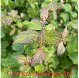 Cornus sanguinea 'Midwinter...