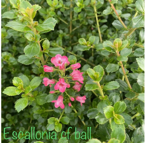 Escallonia c.f. ball 40/60 cm in 3 liter pot - 510 - Escallonia