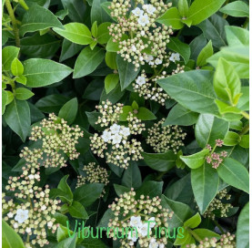 Viburnum Tinus in 3 liter pot