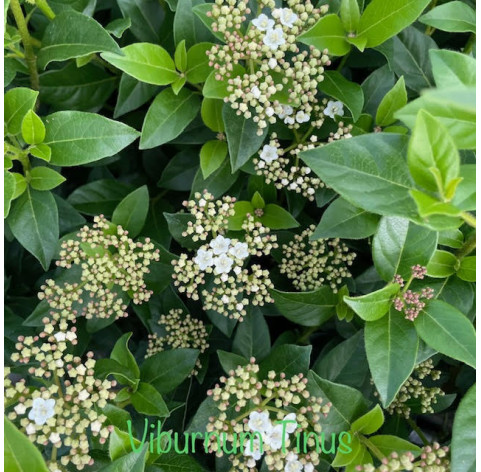 Viburnum Tinus in 3 liter pot - 516 - Sneeuwbal