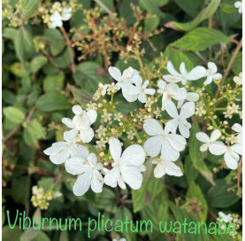 Viburnum 'plic' watanabe in...