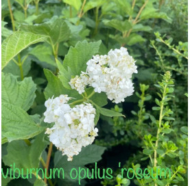 Viburnum opulus Roseum...