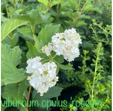 Viburnum opulus Roseum 40-60cm  in 3 liter pot - 524 - Gelderse...