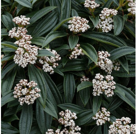 copy of Viburnum Tinus in 3...