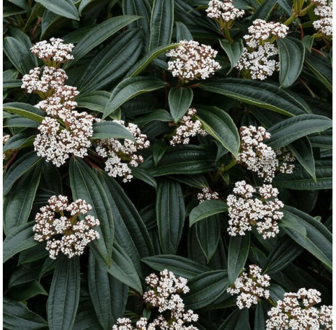 Viburnum Davidii 30/40cm  in 3 liter pot - 525 - Sneeuwbal