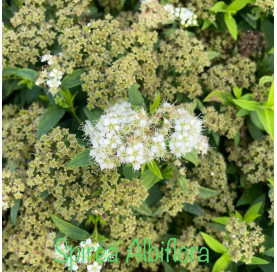 Spiraea japonica 'Albiflora'