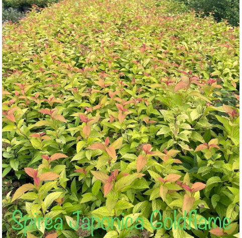 Spiraea japonica 'Goldflame' in 3 liter pot - 527 - Japanse...