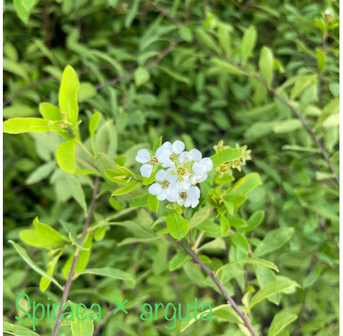 Spiraea arguta 40-50cm in 3 liter pot - 528 - Spierstruik/...