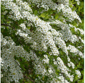 Spiraea arguta 40-50cm in...