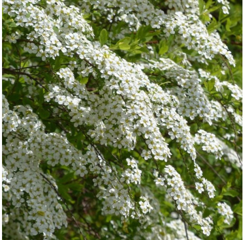 Spiraea arguta 40-50cm in 7.5 liter pot - 529 - Spierstruik/...