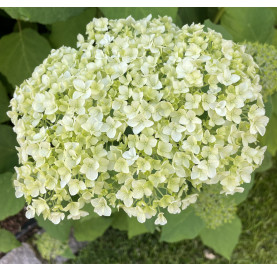 Hydrangea an. 'Annabelle'...