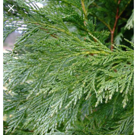 CUPRESSOCYPARIS LEYLANDII 80/100 in pot - 162 - 