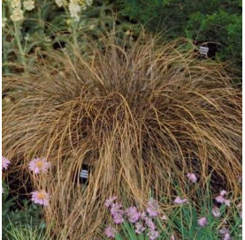 Carex comans 'Bronze Form' p9