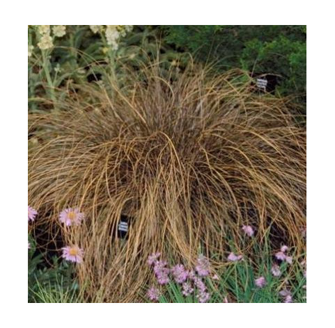 Carex comans 'Bronze Form' p9 - 202 - Zegge