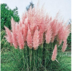 Cortaderia selloana 'Rosea' c3