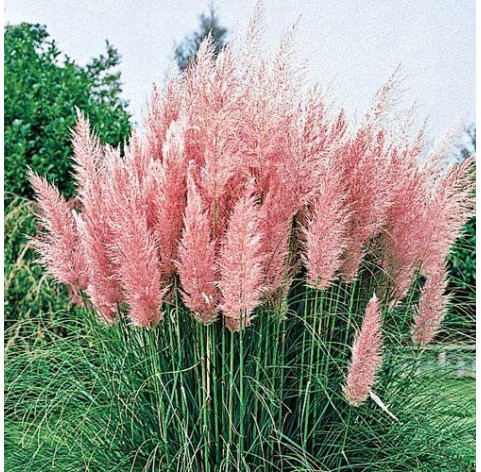 Cortaderia selloana 'Rosea' c3 - 205 - Roze pampasgras