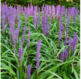 Liriope muscari monymaker p9