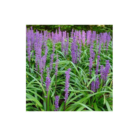 Liriope muscari monymaker p9 - 215 - Leliegras