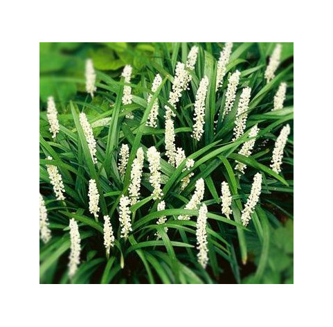 Liriope muscari 'Monroe White' p9 - 211 - Leliegras 