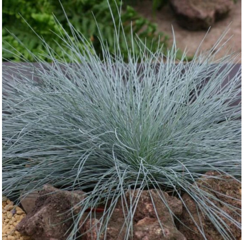 Festuca glauca p9 - 209 - 