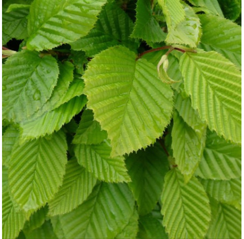 Carpinus betulus - blote wortel - haagplanten