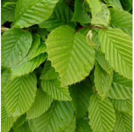 Carpinus betulus - blote wortel - haagplant - promoplant