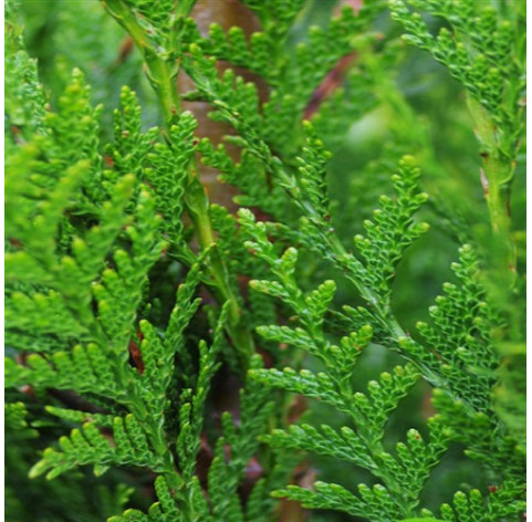 THUJA Plicata. 'ATROVIRENS' 60/80 met kluit - 181 -