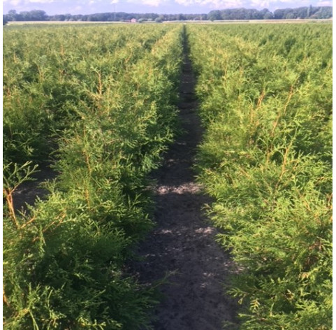 Thuja Brabant - Coniferen - Haagplanten - Promoprijzen