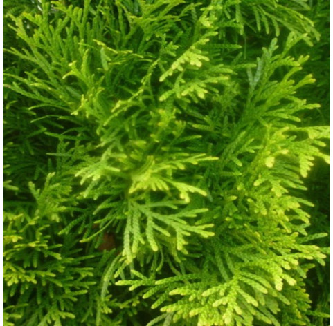 Thuja Smaragd 20/40 blote wortel - 134 - 