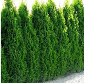 Thuja Smaragd - Coniferen - Haagplanten - Promorijzen