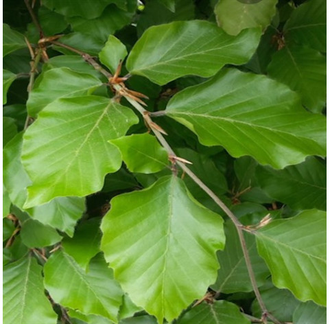 Fagus sylvatica 120/150 blote wortel - 115 - 