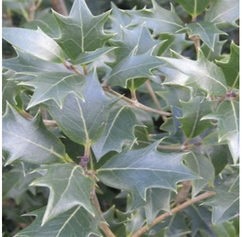 Osmanthus Heterophyllus - Heester - Haagplant - schijnhulst