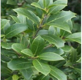 Osmanthus Burkwoodii...