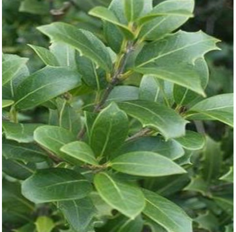 Osmanthus Burkwoodii heesters